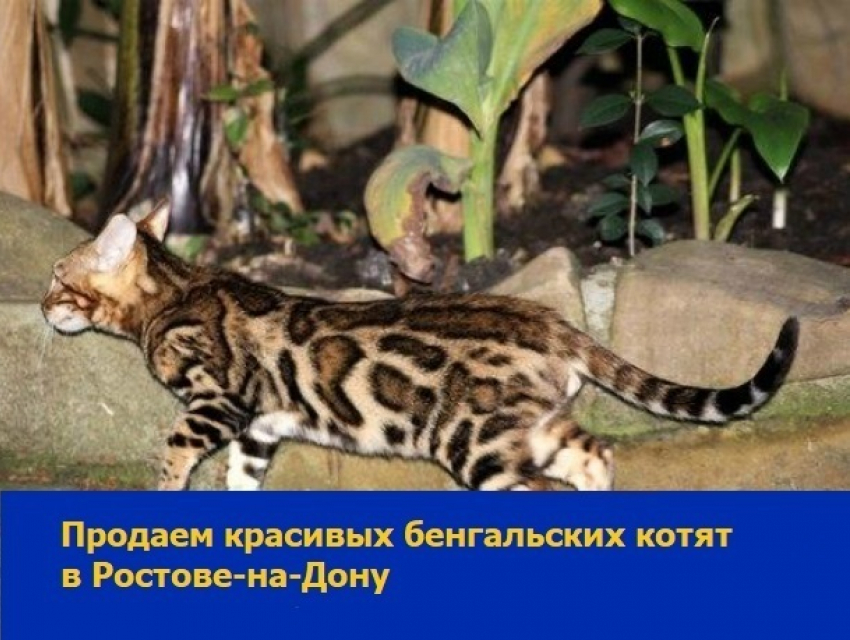 Прекрасных котов бенгальской породы продают в Ростове