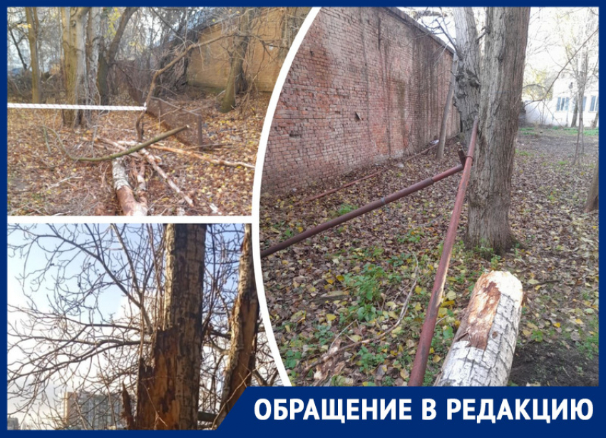 Рухнувшее в центре Ростова дерево оставило без газа жителей многоэтажки