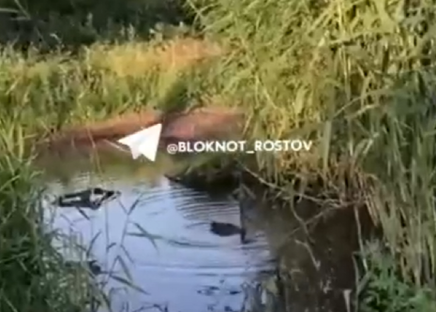 Власти отреагировали на новость о многолетней луже с утками в Новошахтинске
