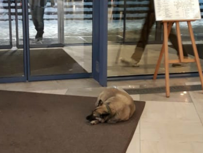 Ростовские охранники пожалели собаку, пустив ее погреться в торговый центр