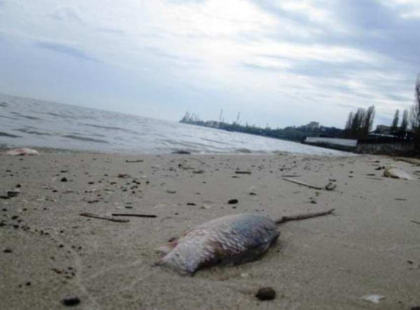В Таганроге причиной появления на побережье мертвой рыбы стала операция «Путина»