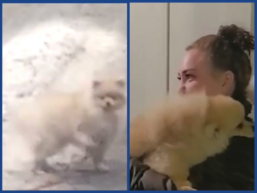 Глупый, но хорошенький шпиц потерялся на трассе М-4 «Дон»