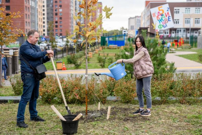 В экорайоне «Вересаево» в Ростове высадили платановые аллеи