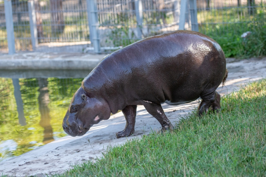 В зоопарке Ростова умер старейший в мире карликовый бегемот Риф