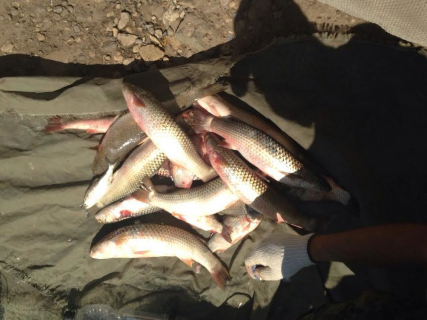 В Ростовской области поймали браконьеров, наловивших рыбы на 30 тысяч рублей