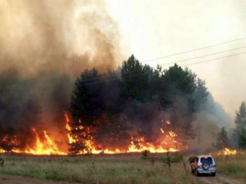 Более 15 часов тушили масштабный лесной пожар в Ростовской области