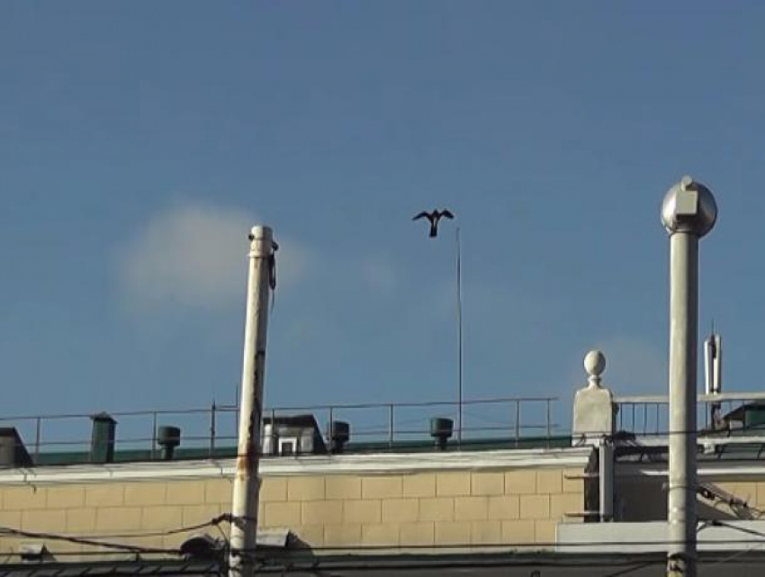 "Крикливым» воздушным змеем-ястребом решили отпугивать голубей на крыше ростовской консерватории