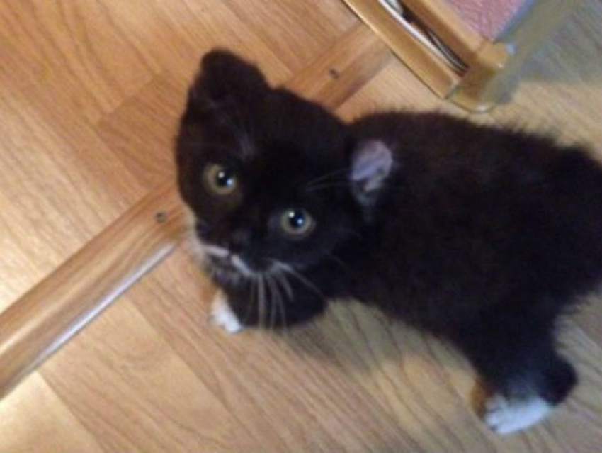 Оставленный на морозе котенок с обрезанными ушами умер в Ростове