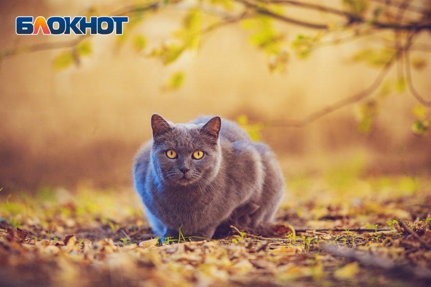 Синоптик рассказал о погоде в ноябре в Ростовской области