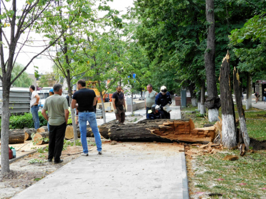 Огромное дерево рухнуло на дорогу в центре Ростова и вызвало транспортный коллапс