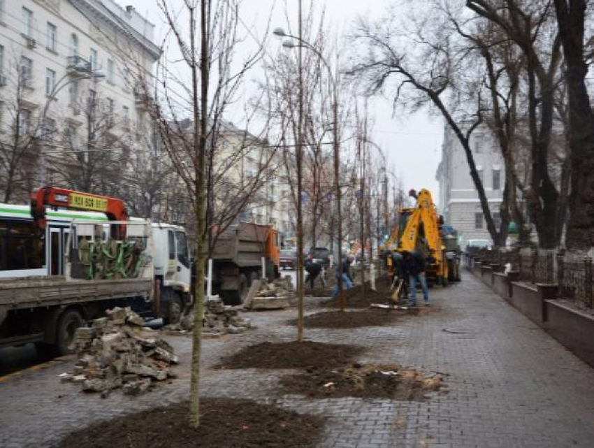 В центре донской столицы высадили новые деревья