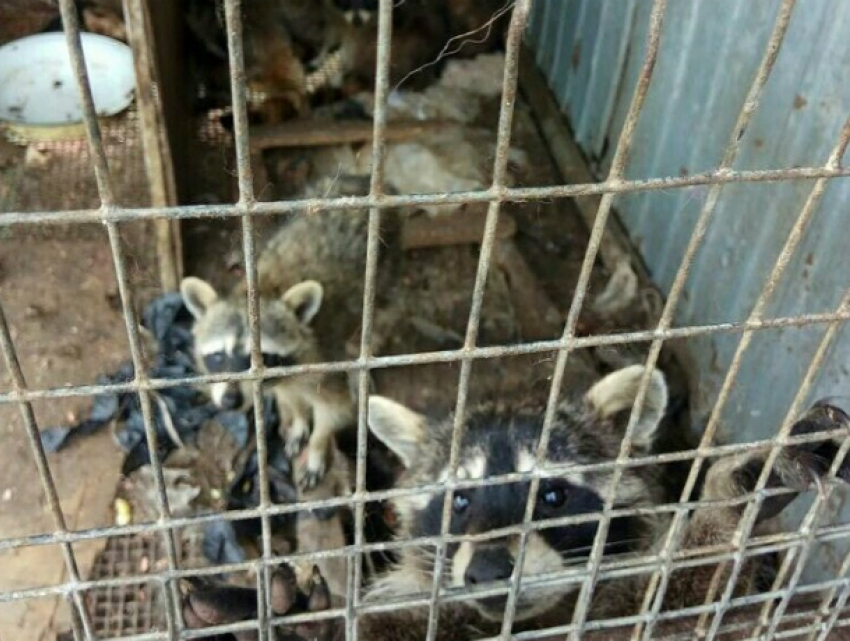 Рискующие умереть от голода медведь и еноты дерутся за хлеб в частном зоопарке Ростовской области