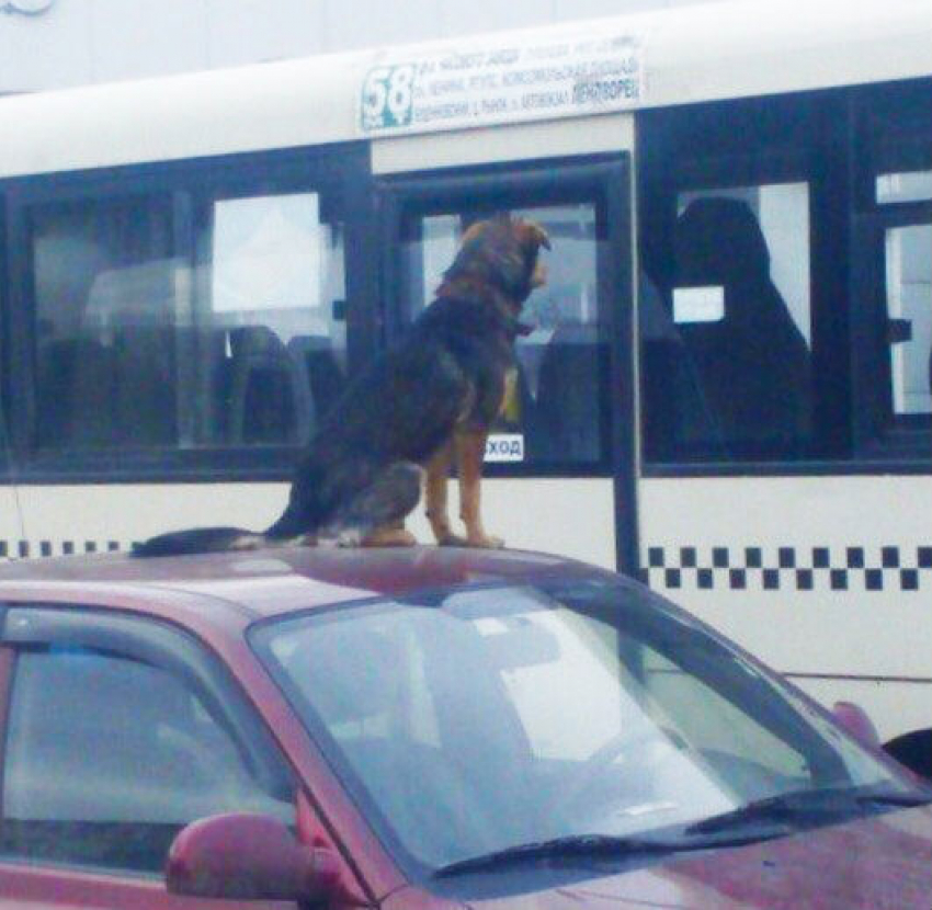 Ростовчанин поручил собаке охранять автомобиль 