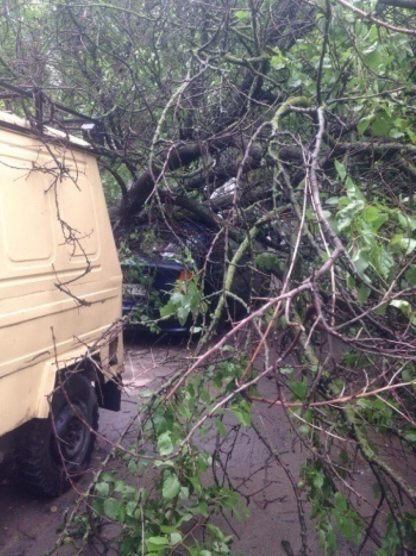 В Ростове дерево рухнуло и придавило машину