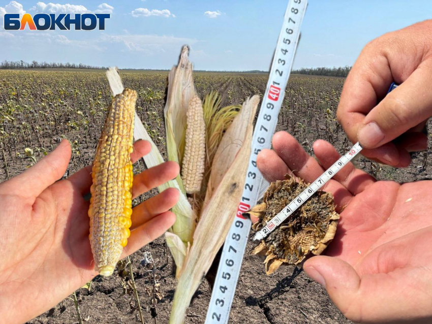 Урожай гибнет из-за засухи: обещанных искусственных дождей в Ростовской области фермеры так и не дождались