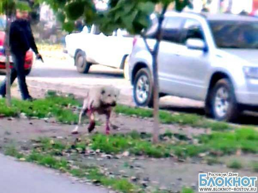Расстрел собаки, напавшей на людей в Волгодонске, сняли на видео
