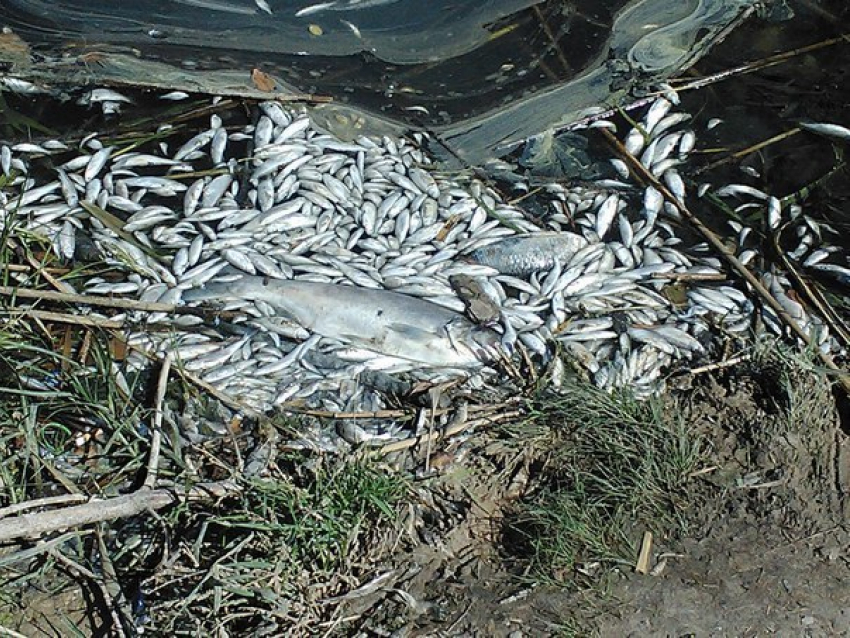 Прокуратура проверяет сообщение о массовой гибели рыбы в Ростове 
