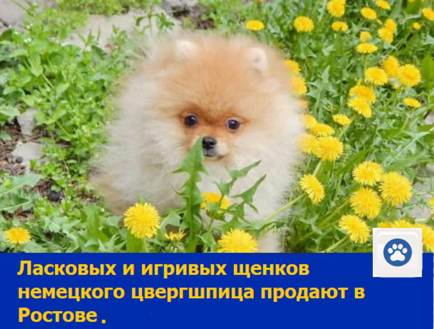 Продается померанский шпиц