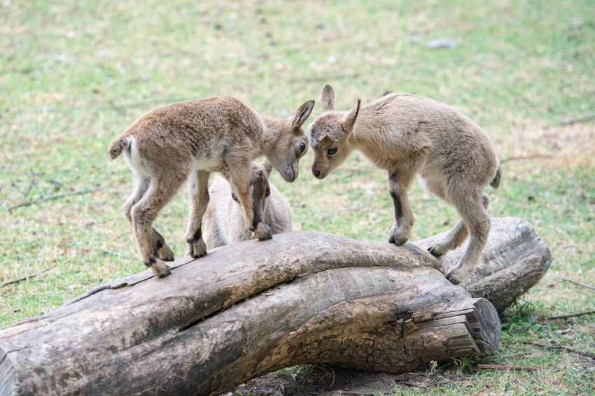 Ростовский-на-Дону зоопарк показал трех малышей кубанских туров