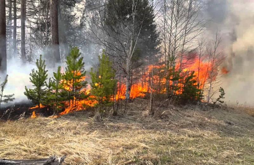 Устроившего масштабный лесной пожар мужчину в Ростовской области отправили в колонию строгого режима