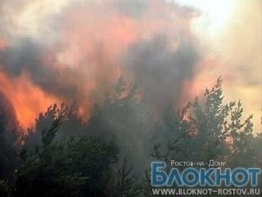 В Ростовской области горит сосновый лес