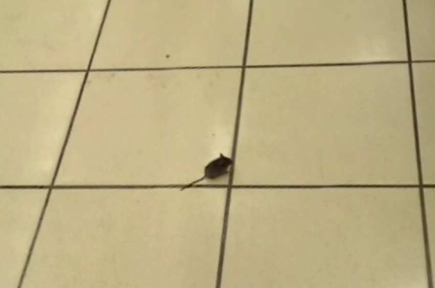В Ростове в гипермаркете «О'кей» на Северном бегают мыши