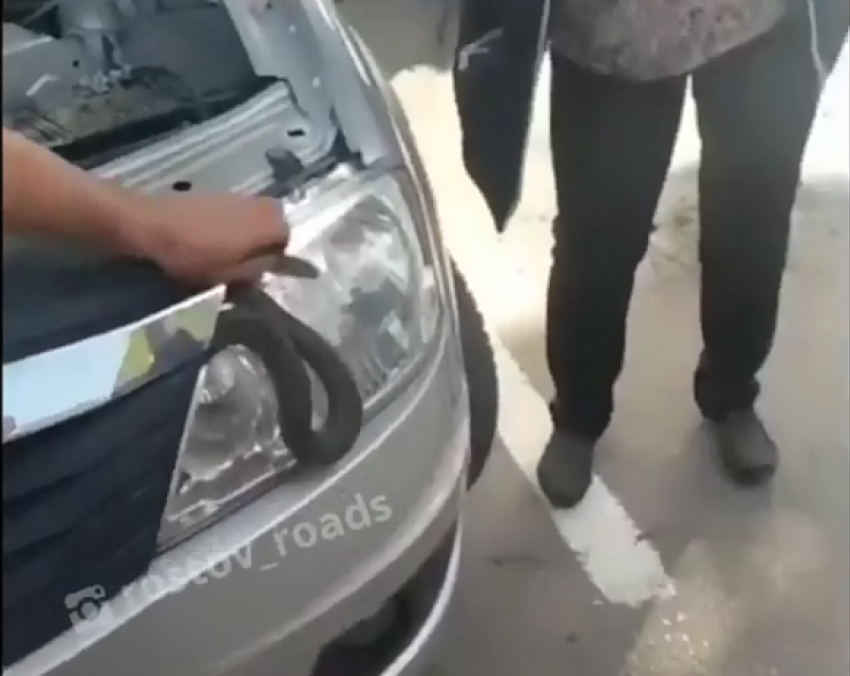 Ростовчанин нашел змею под капотом машины