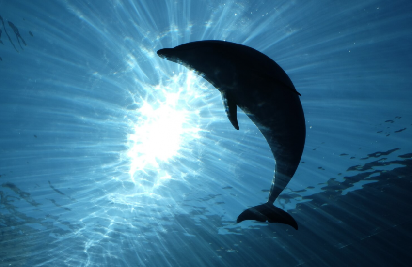 Зоолог Дудкин объяснил, почему в Дон в декабре зашли дельфины