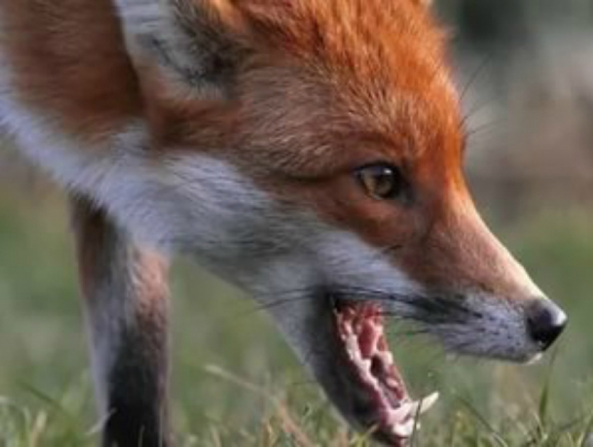 На поединок с бешеной лисой вышел с палкой в руках житель Ростовской области