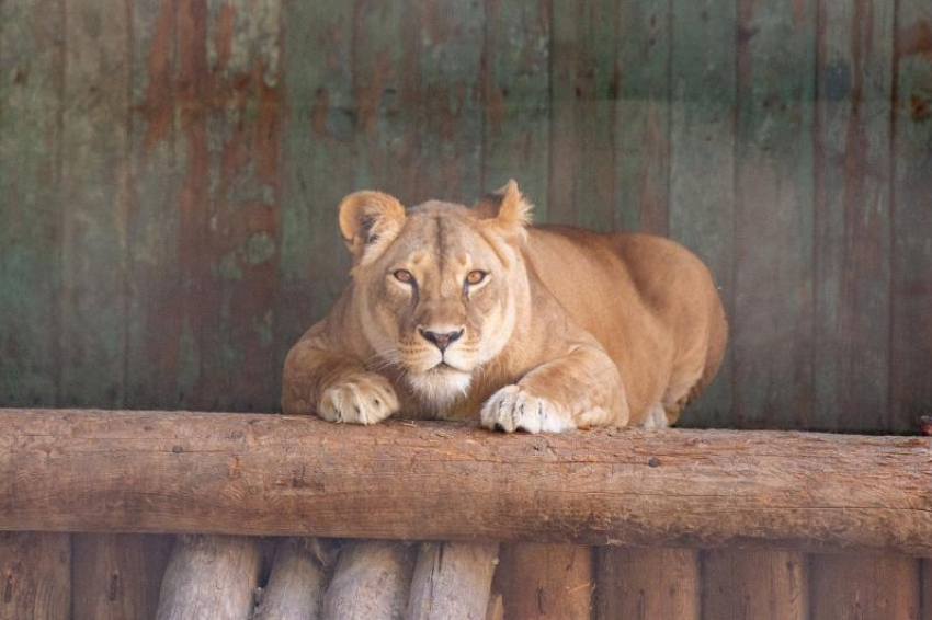 В Ростовском зоопарке после болезни умерла львица Олесия
