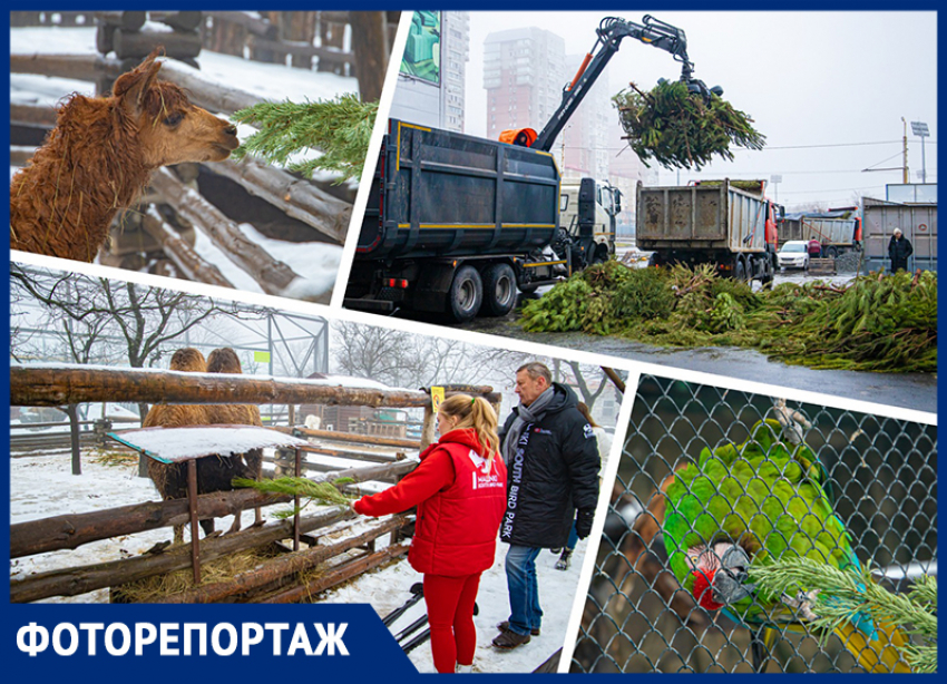 Новогодние ели ростовчан стали кормом для альпак, камерунских коз и попугаев