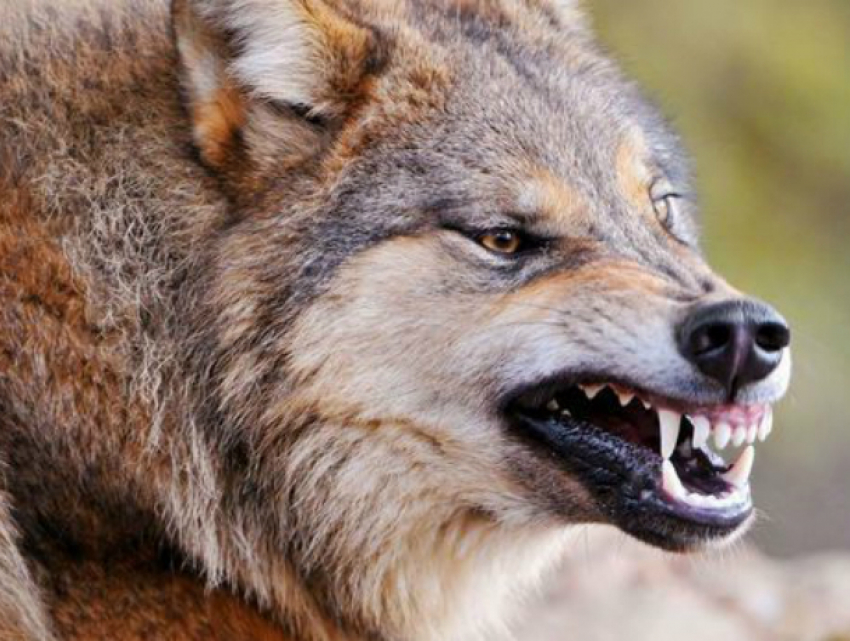 Бешеный волк едва не разорвал пасечника в Ростовской области