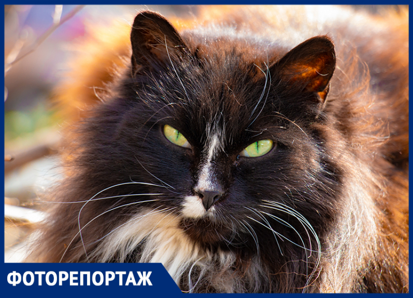 Пушистые и усатые: с потеплением на улицах Ростова стало больше кошек