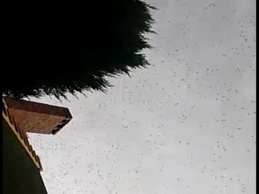 Полчища прожорливой саранчи надвигаются на Ростов
