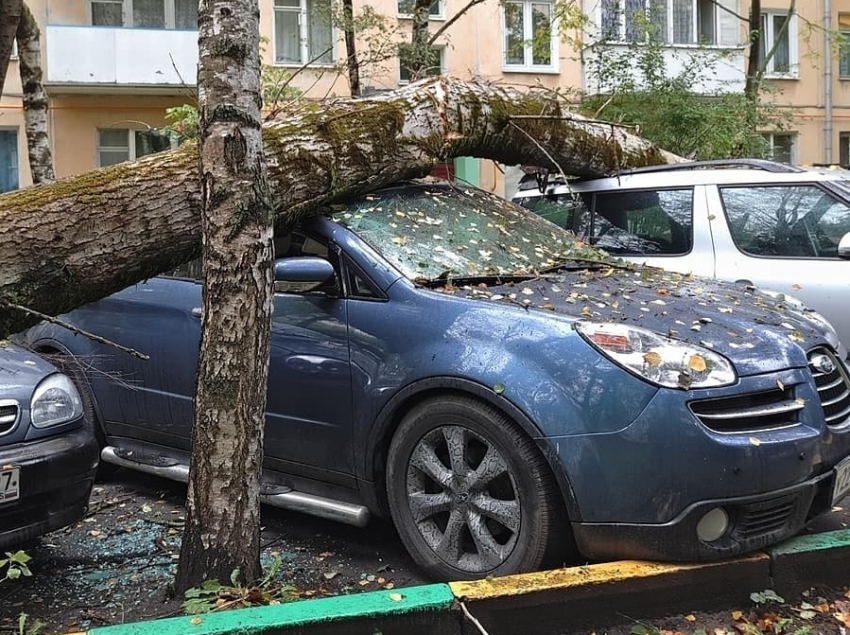 В Ростове старое дерево упало на пять автомобилей