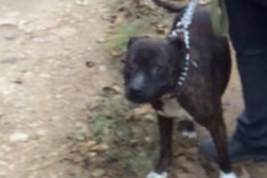 Хозяйка бойцовского пса убежала после того, как собака напала на ростовчанина 