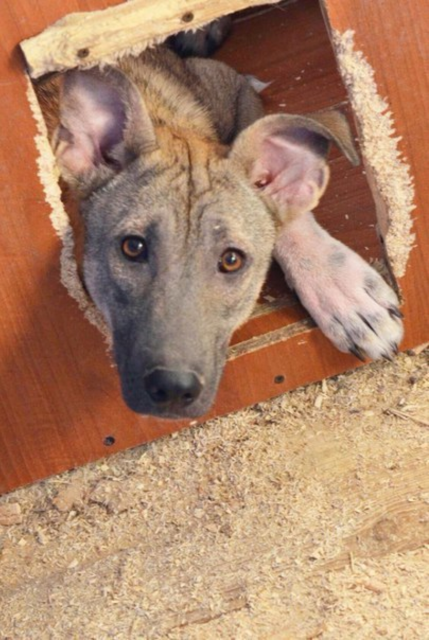 Ростовчане пытались сварить и съесть свою домашнюю собаку