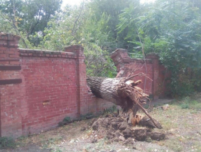 Рухнувшее дерево-гигант проломило толстую кирпичную стену в Ростове