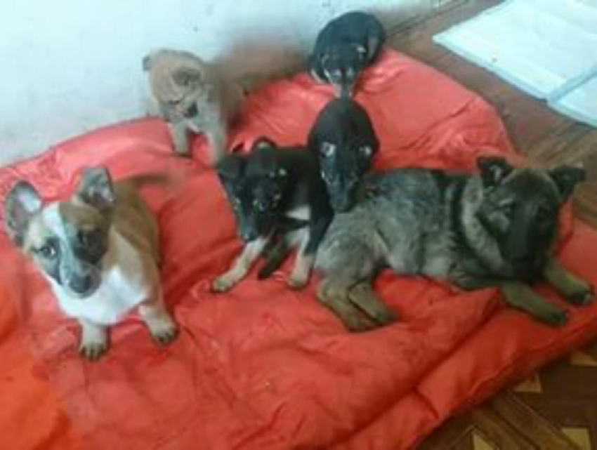 Первый центр по работе с бездомными животными открывается в Ростове