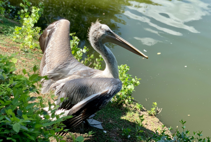Спасенный год назад краснокнижный пеликан адаптировался в ростовском зоопарке 