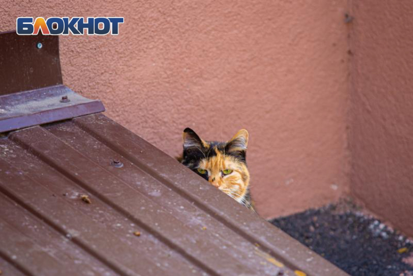 Дождливая погода ожидает ростовчан 31 марта