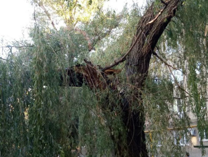 Рухнувшее на провода дерево оставило без света сотни жителей Батайска Ростовской области