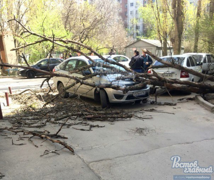 В Ростове на «Ладу» упало дерево