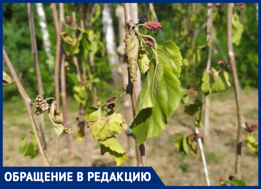 «Печальное зрелище»: ростовчанка призвала спасти засыхающие саженцы на Малиновского