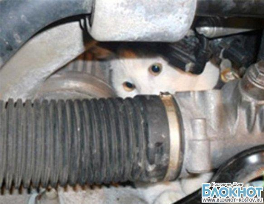 В Батайске в автомастерской спасли кота, застрявшего под капотом «Нивы» 