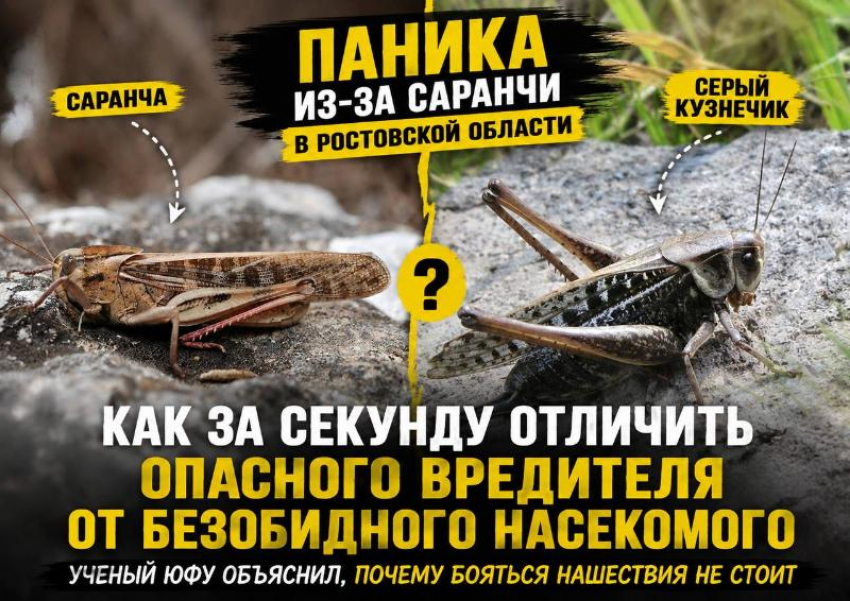 Паника из-за саранчи в Ростовской области: как за секунду отличить опасного вредителя от безобидного насекомого