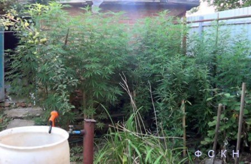 У бывшего спортсмена боевых искусств из Ростова нашли 10 кг наркотиков 