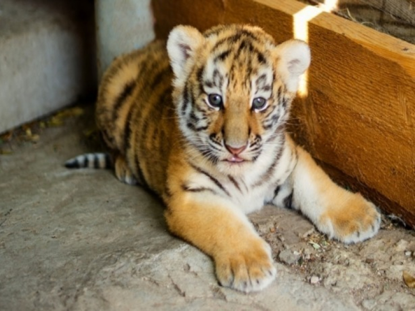 Ростовский зоопарк запускает конкурс среди всех желающих, чтобы выбрать имя тигренку