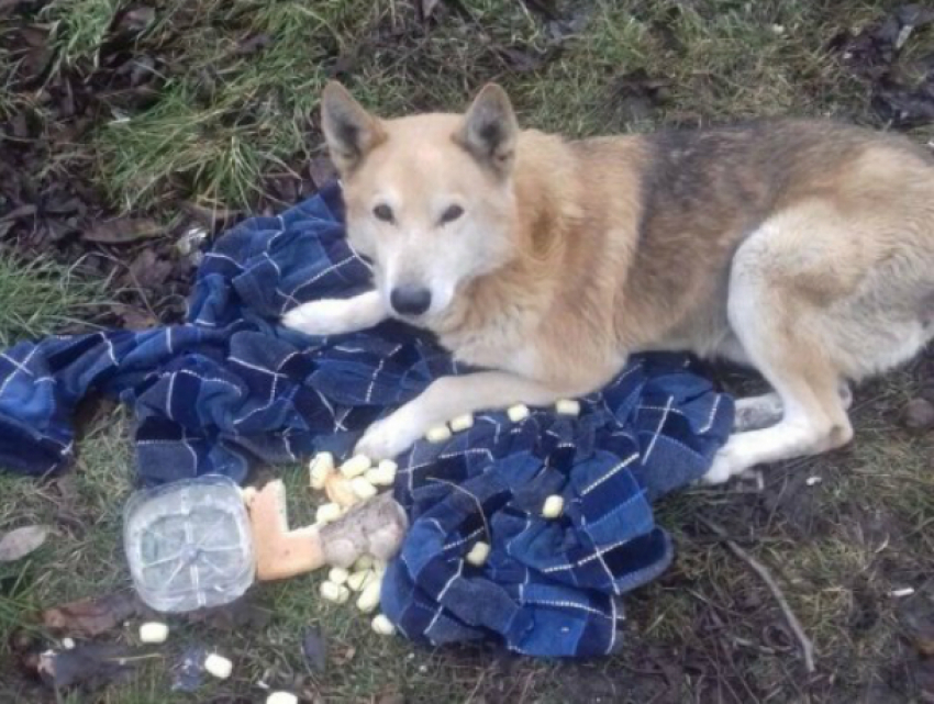 Верный «Хатико» из Батайска после предательства родственников умершего хозяина оказался под колесами машины