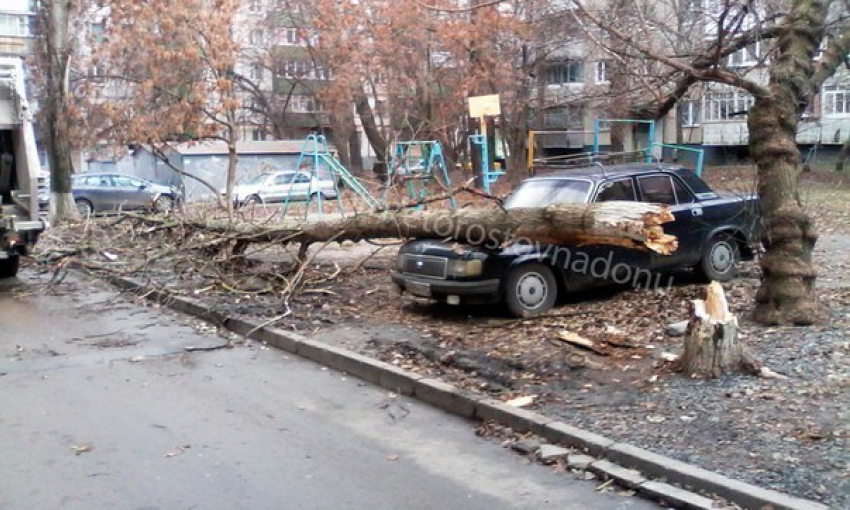 В Ростове дерево рухнуло на машину